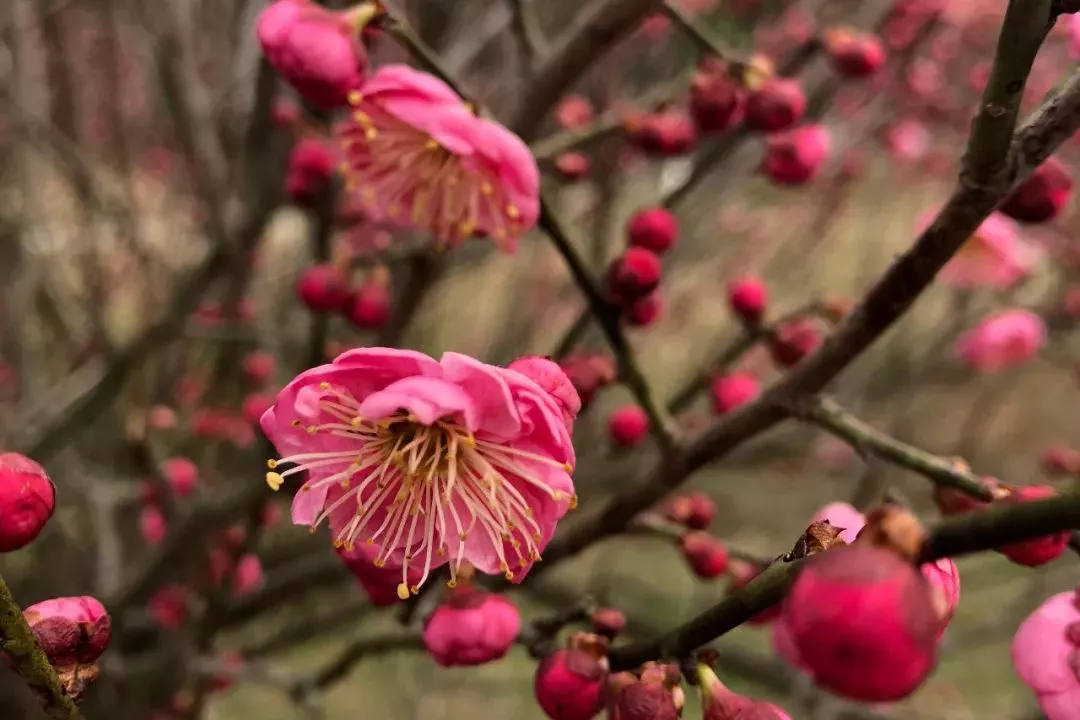 兴发xf(中国区)游戏有限公司